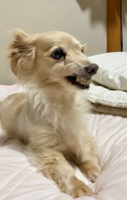 肝細胞腫瘍モコ