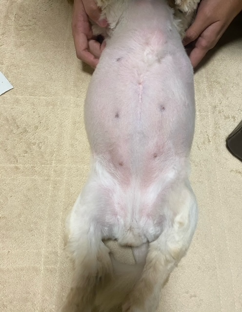 肝細胞腫瘍モコ