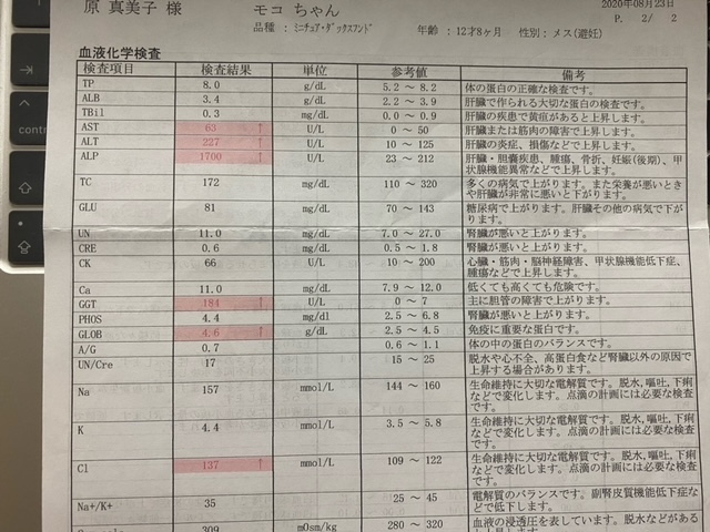 肝細胞腫瘍 手術