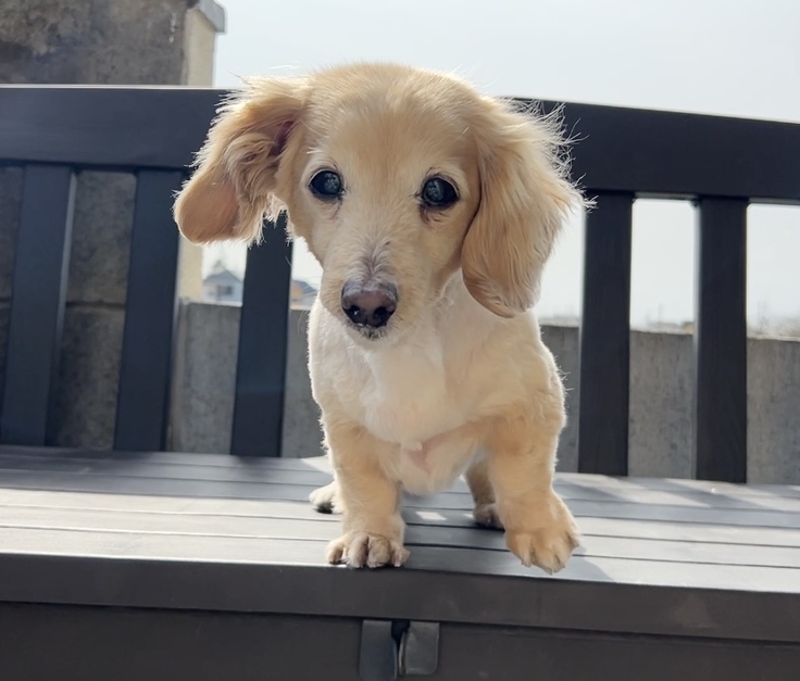 肝細胞腫瘍 手術モコ