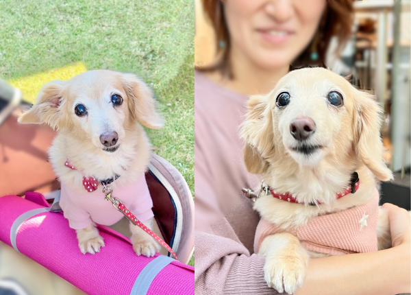 肝細胞腫瘍 手術