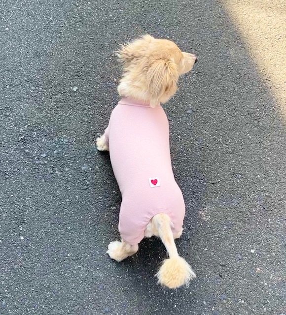 肝細胞腫瘍手術 モコ