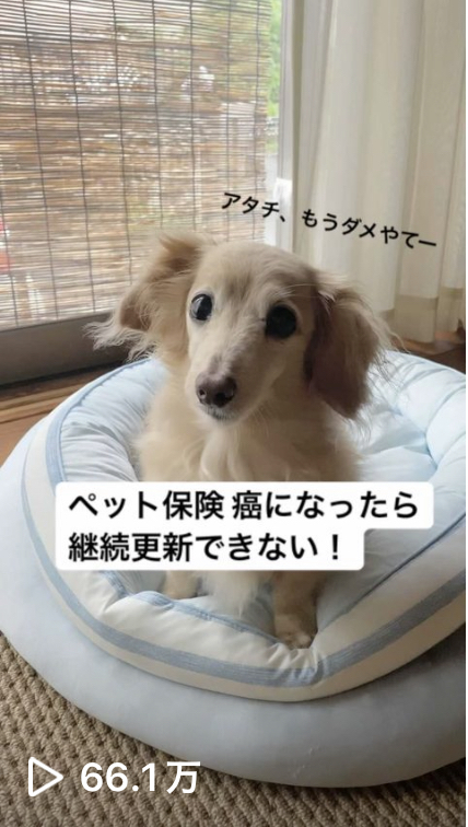 肝細胞腫瘍手術モコ