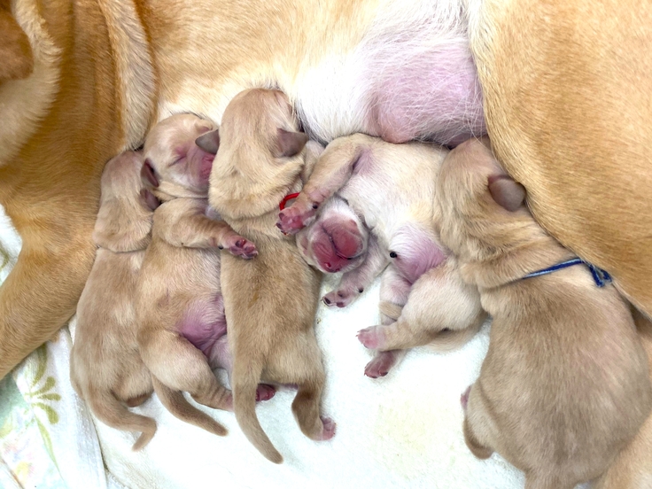 産まれたての仔犬