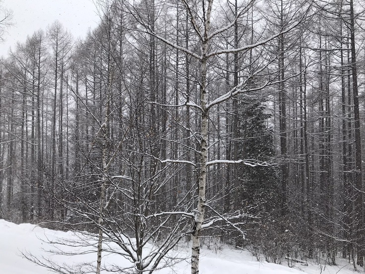 ぶり返しの寒さ^^;雪が降っています / 御嶽山麓の王滝村で自然と共生できるワークスペースの受容評価実験 - クラウドファンディング READYFOR