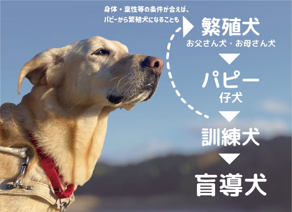 盲導犬になるまでの過程