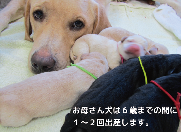 お母さん犬は６歳までの間に１～２回出産します