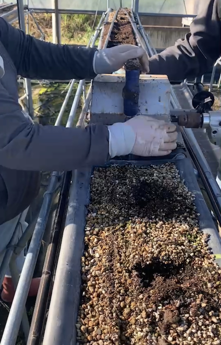 栽培層の土を耕しています