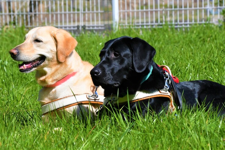 芝生と２頭の盲導犬
