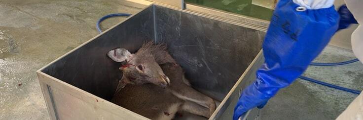 穴だらけのシカ