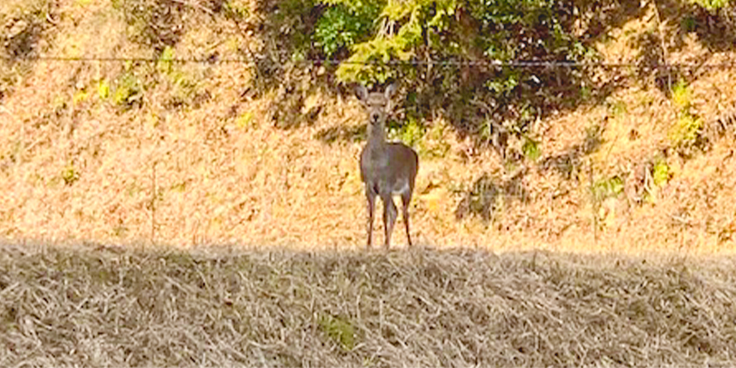 畑に出没するしか