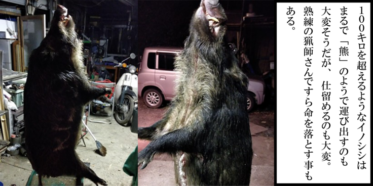 イノシシつり上げ