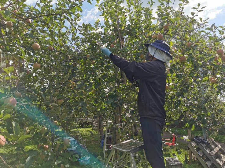 リンゴ農家と産地を守る！ 食べるだけじゃない「新しい楽しみ方」提案（梵珠のもつけんど 2022/04/22 公開） - クラウドファンディング  READYFOR