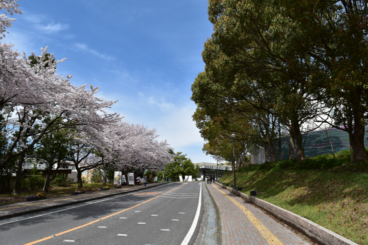 写真は本学キャンパス内で新入生を迎える桜並木の一部です。