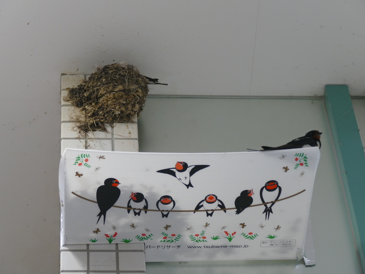 柱に付けたツバメのフン受け