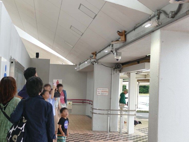 サービスエリアのツバメ