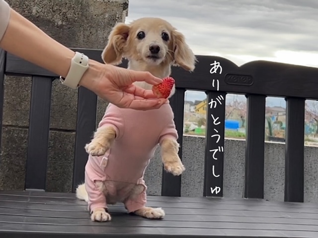 モコ クラウドファンディング