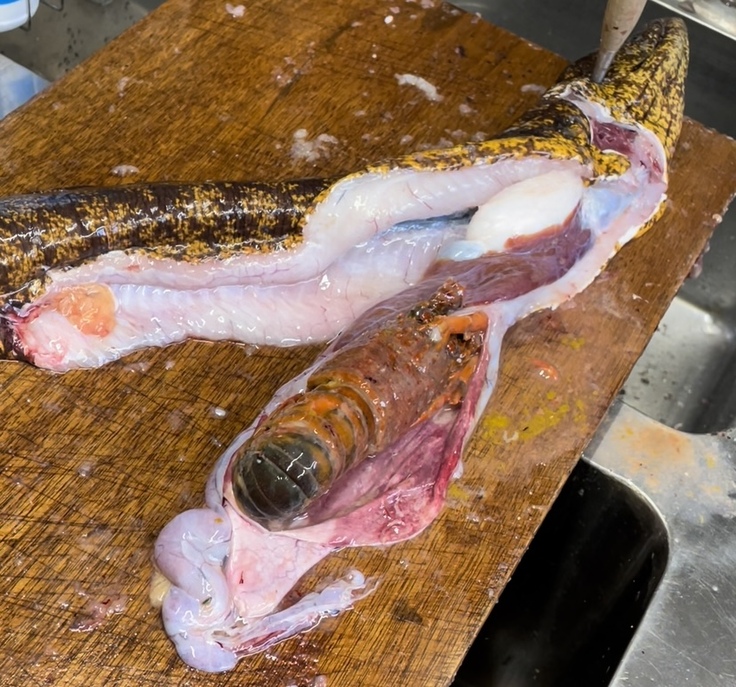 伊勢エビを食べたウツボ