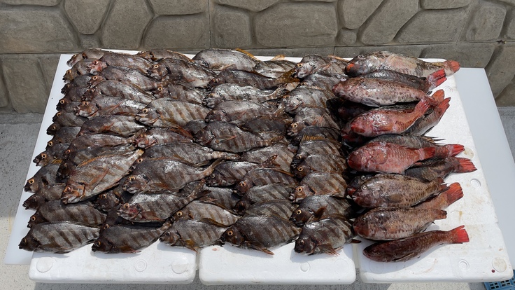 一日に水揚げされる全体の半分のタカノハダイ、ブダイ