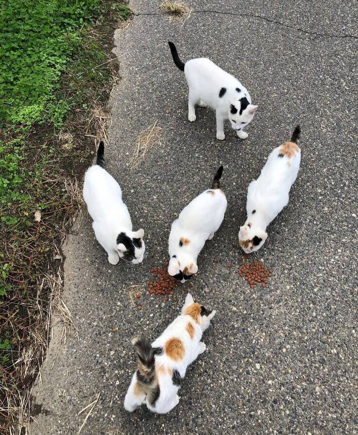 殖えた猫、さらに殖えるし虐待も増える