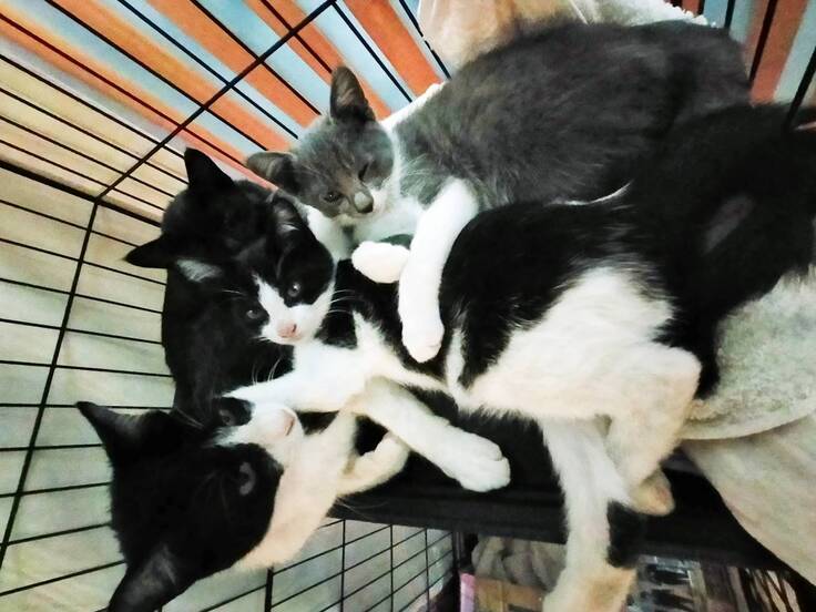 激しい車道のキケン箇所から保護された母子猫を譲渡