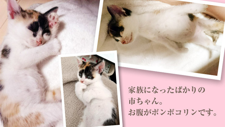 市の赤ちゃん時代