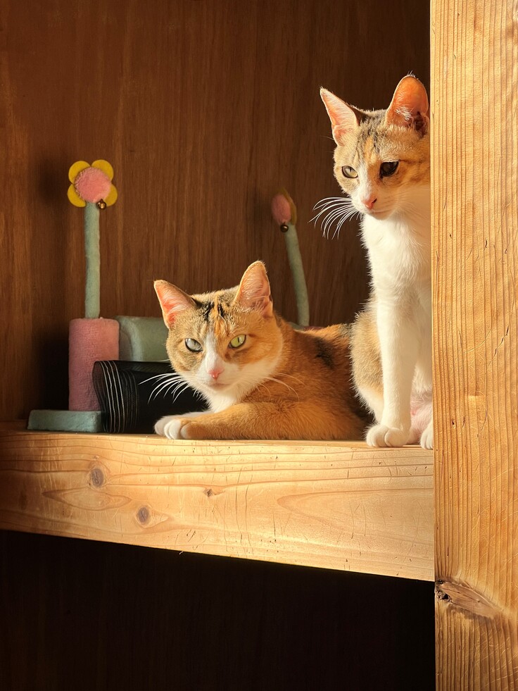 なんか神々しい…三毛猫ズ 長崎県五島列島で、救いの手を求める猫達の