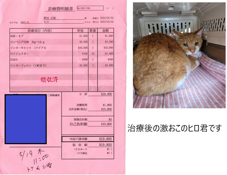 5月2日 ヒロ君ともこちゃんの診療に行ってきました 保護ネコの多頭飼育