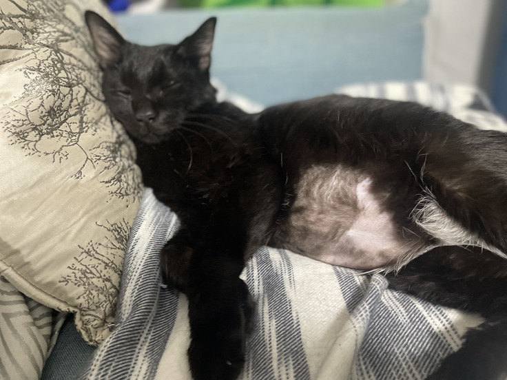 病院で検査をするためにお腹の毛を刈られたヤマト|お腹がとても膨らんでいる