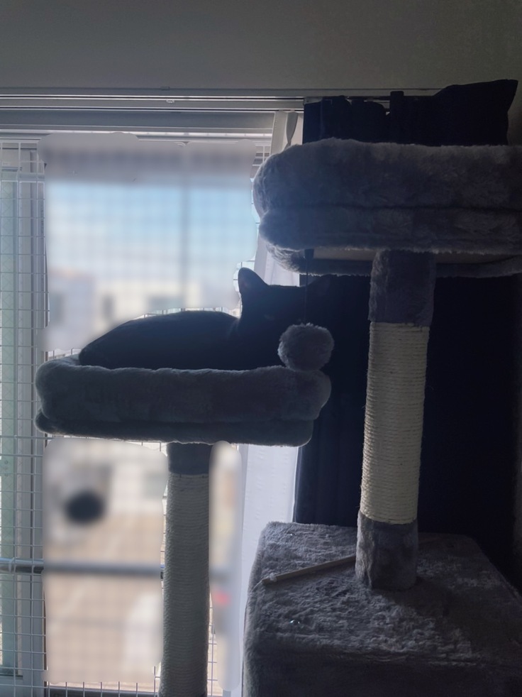 キャットタワーに登れるようになったヤマト