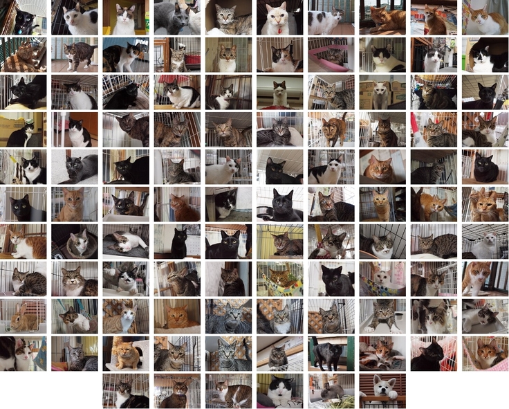 １１６匹の保護猫たち