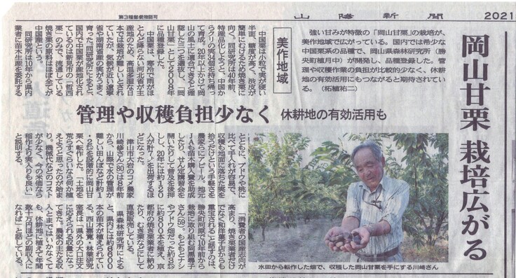 山陽新聞（2021）記事・岡山甘栗 栽培広がる
