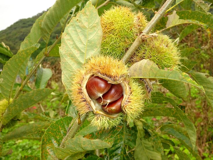 岡山甘栗・画像