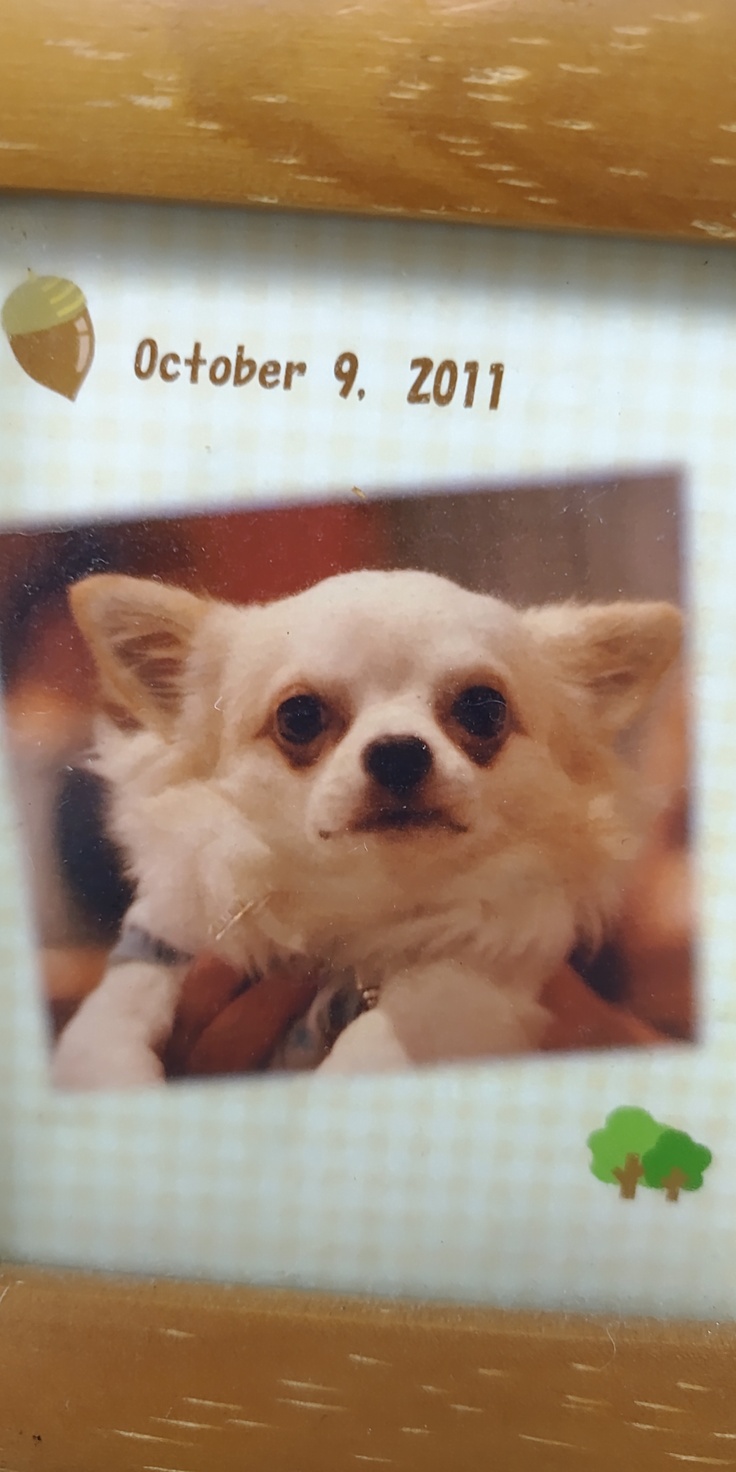 一歳の頃のむぎ太