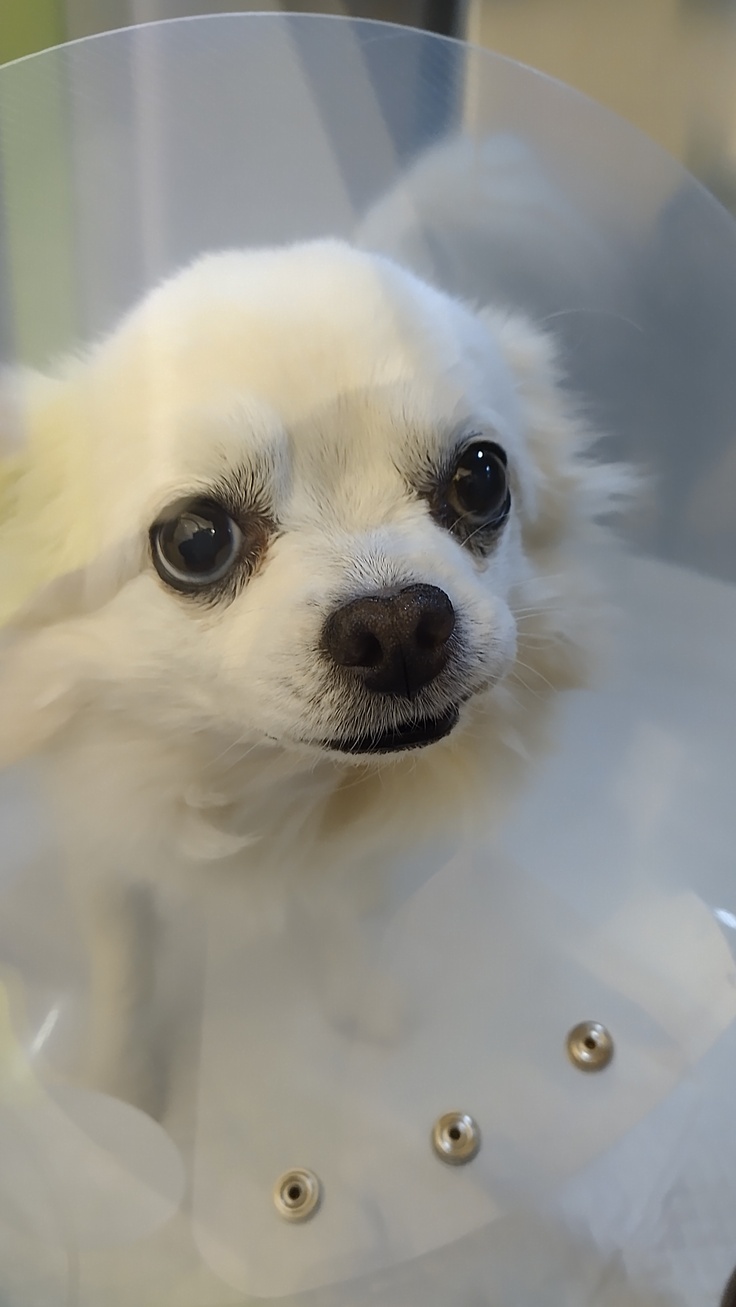 入院中不安なむぎ太