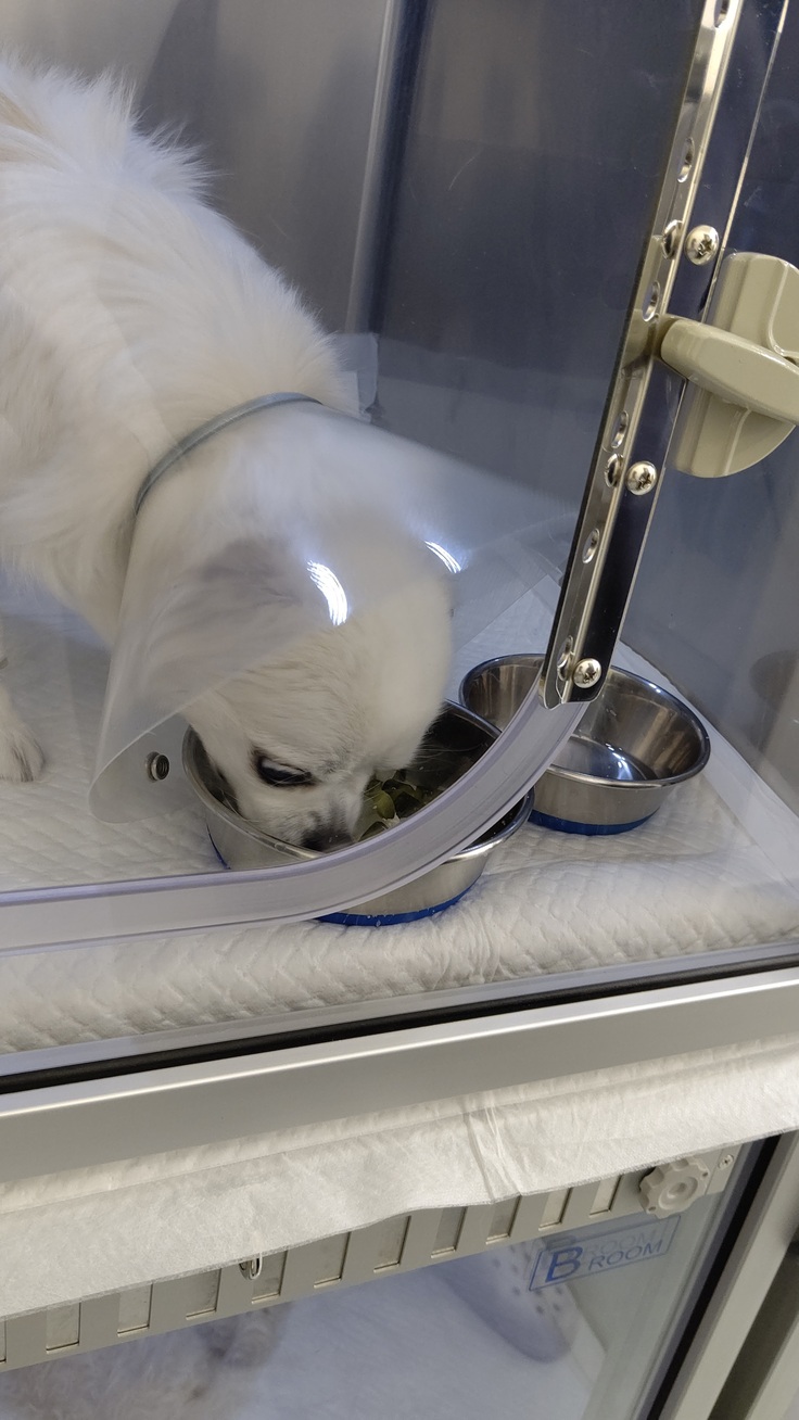 手作りなら食べてくれました。