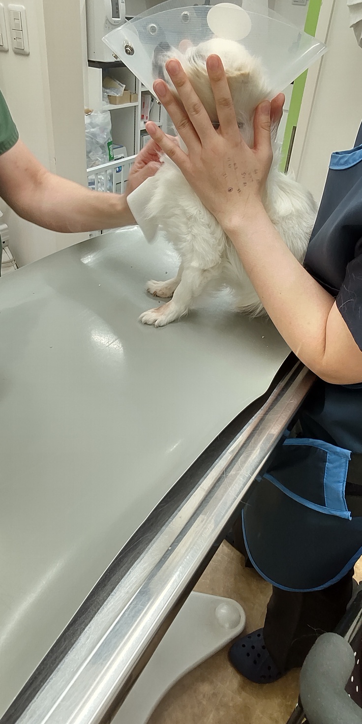 採血を頑張るむぎ太