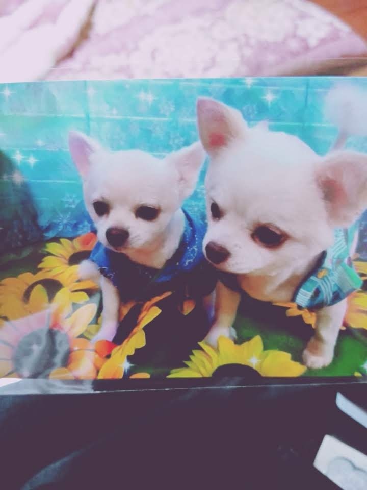 コタローとむぎ太