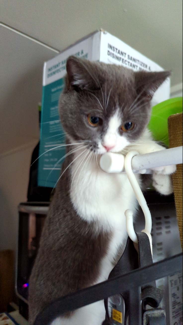 遊ぶリトルビリー