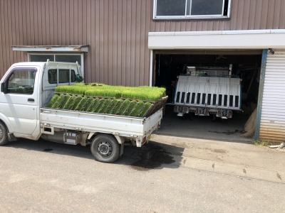 車の荷台は苗でいっぱいです