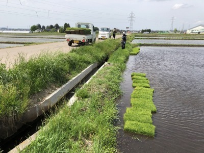 田んぼに苗を配ります