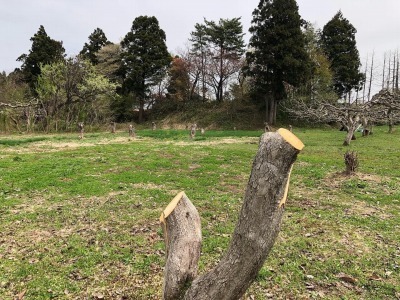 切り倒された柿の木１