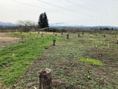 切り倒された柿の木２