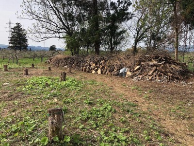 切り倒された柿の木１