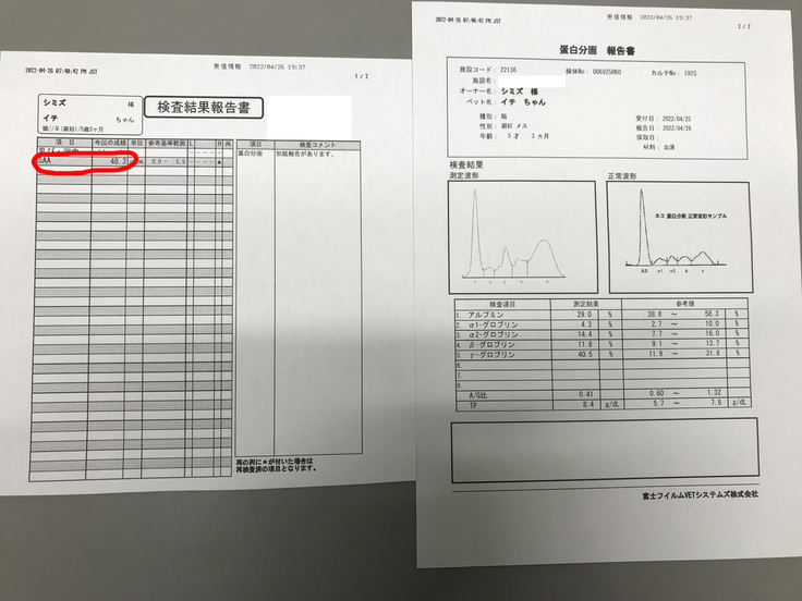 血液検査1 殺処分手前で迎えた保護猫の市をfip 猫伝染性腹膜炎 から救いたい 保護犬猫共同生活 22 05 26 投稿 クラウドファンディング Readyfor