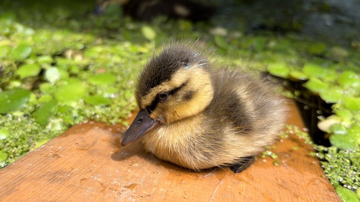 訃報】カルガモのヒナ、一羽残念ながら まず足元の命から。リハビリ