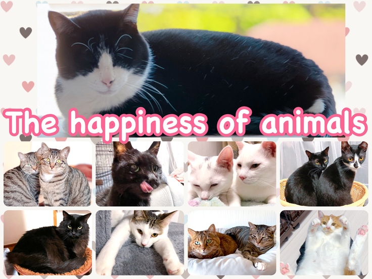 動物達の幸せのために