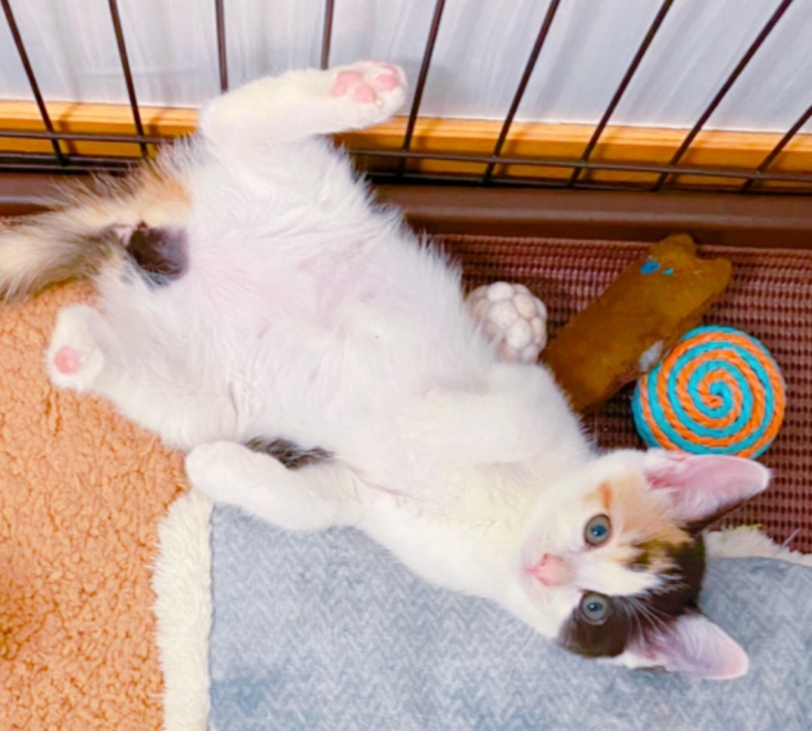 足を欠損している仔猫