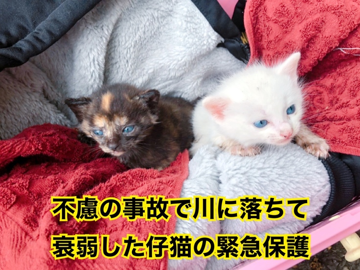 川に落ちてしまった仔猫の保護