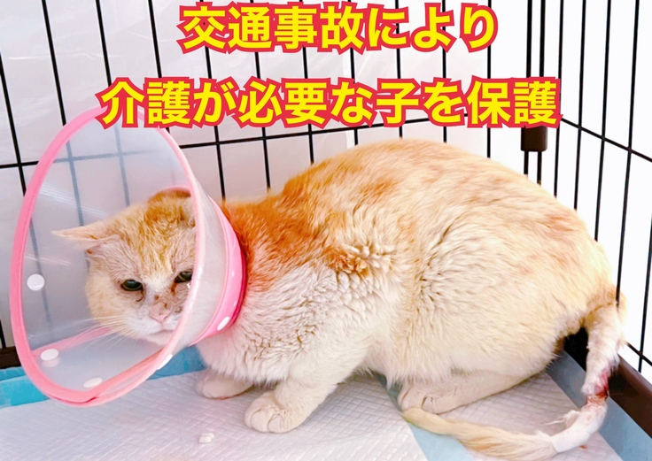 交通事故により介護が必要な子の保護